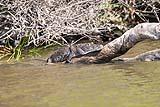Morelet Crocodile New River 2023